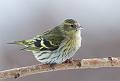 Grønnsisik - Eurasian siskin (Carduelis spinus) female